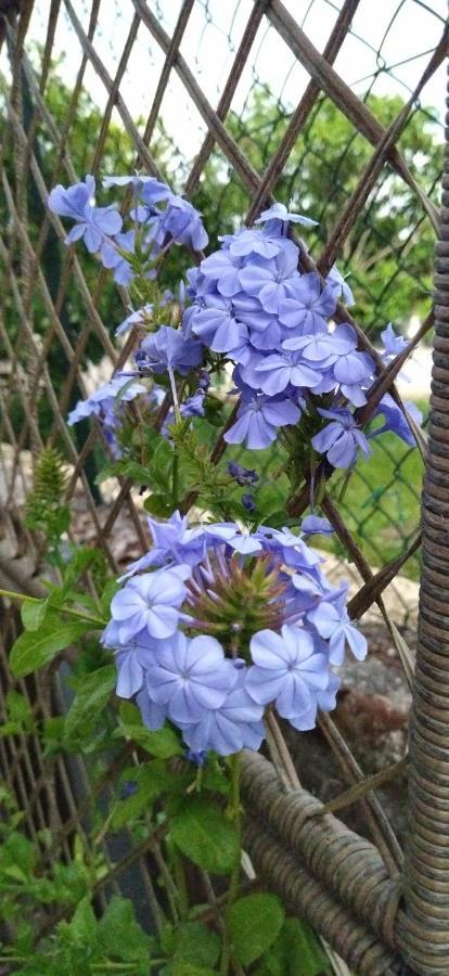 Elizabeth'S Paradise Kanali  Ngoại thất bức ảnh